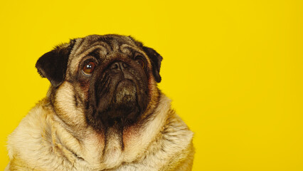 Obraz premium Cute pug on a yellow background. Charming pet pug sitting on a yellow background in the studio and looking up