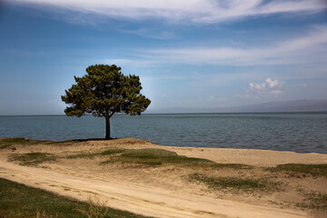 Fototapeta na wymiar tree near lake blue sky background