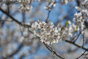 Cherry blossom