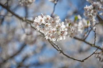 Cherry blossom