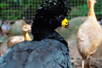 yellow billed hornbill