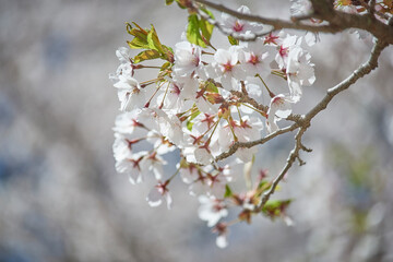 Cherry blossom