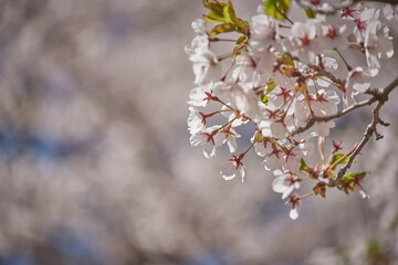 Cherry blossom