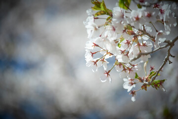 Cherry blossom