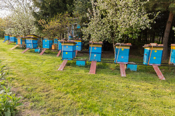 Hives in the garden on a sunny day, yellow-blue apiary.