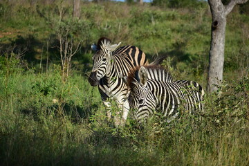 zebra in the wild