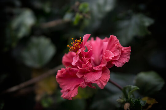 Beautiful pink flower on a dark background, photographed on the mediterranean coast