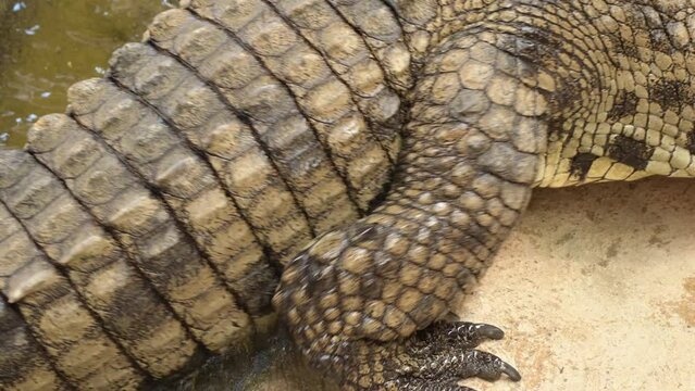 Crocodile coming out of the river. Nile crocodile