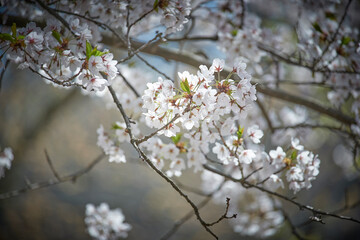 Cherry blossom