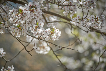 Cherry blossom