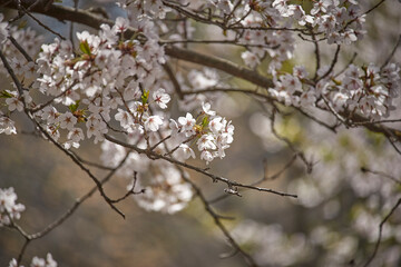 Cherry blossom