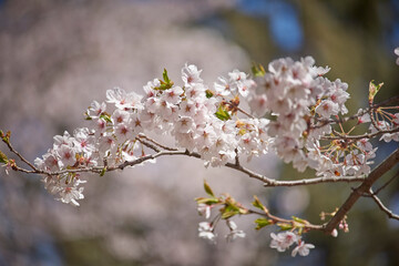 Cherry blossom © Eli