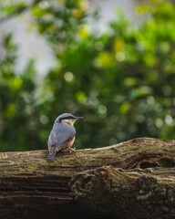 Sittelle Torchepot sur un tronc d'arbre, avec un arrière plan feuillu