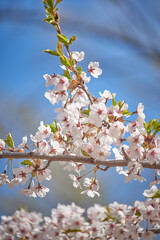Cherry blossom
