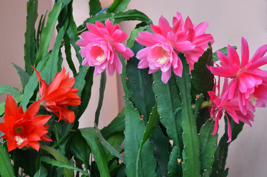 Houseplant orchid cactuses pink (Epiphyllum PADRE)   and red (Red Bird) color in blooming time. Growing house plants concept.  Close up photo, free copy space.