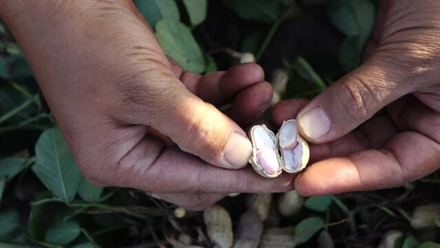 Close up farmer hand picking peanut in the plant