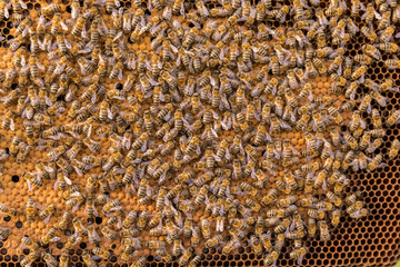 Beekeeping, brood frame during breeder's inspection.