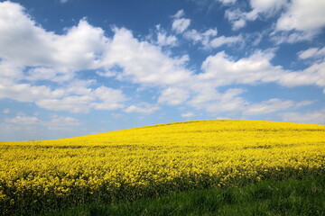 Obraz premium Rapsfeld im Mai , Frühling