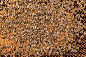 Beekeeping, brood frame during breeder's inspection.