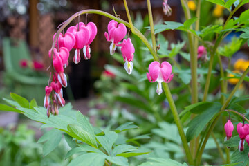 heart shaped dicentra flowers in the garden, blurred background, love for valentines day