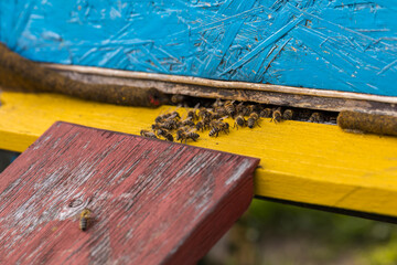 Bees returning to the hive with collected nectar and flower pollen.