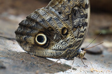 close up of a butterfly