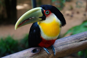 toucan on a tree