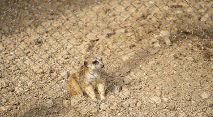 meerkat. meerkat at a zoo.