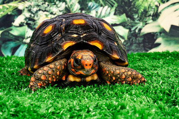 Jaboti - Tartaruga de patas vermelhas (Chelonoidis carbonarius) é uma espécie de tartaruga do norte da América do Sul.