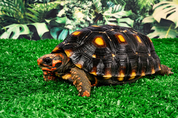 Jaboti - Tartaruga de patas vermelhas (Chelonoidis carbonarius) é uma espécie de tartaruga do norte da América do Sul.