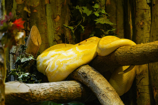 python (Broghammerus reticulatus) at a zoo. photo during the day.