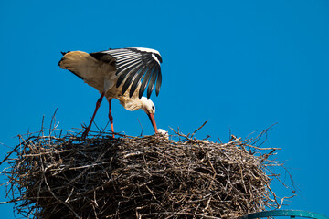 Stork stands in the nest and spreads its wings