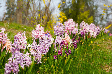 Spring glade in forest with flowering pink and purple hyacinths in sunny day in nature. Colorful natural spring landscape with with flowers, soft selective focus.