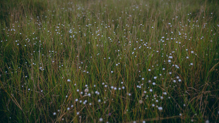 Fototapeta premium Flor parecendo Luz
