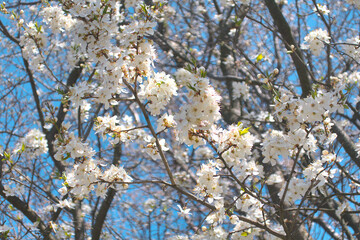 White blooming flowers blossom and blue sky in spring as floral botanical light bright backdrop or blurred background in sun light