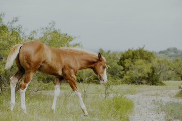Fototapeta premium Young colt horse on Texas ranch walking through summer landscape with rustic style portrait for farm animal decor.