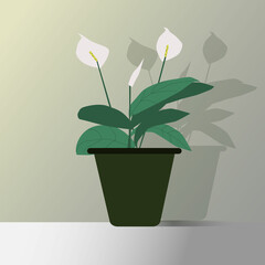 Vector illustration of spatifillum flower, domestic plant. Isolated item. Botanica, nature
