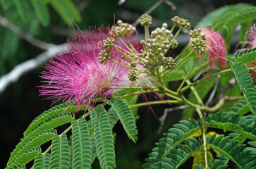 Mimosa (AKA Persian Silk Tree; Chinese Silk Tree, Pink Silk Tree) in bloom 