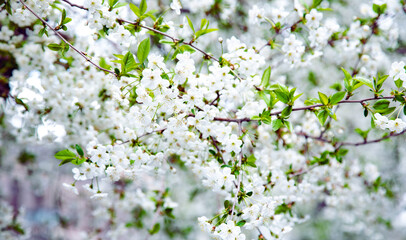 tree in full bloom with blue sky