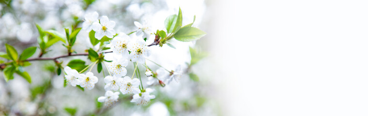 tree in full bloom with blue sky