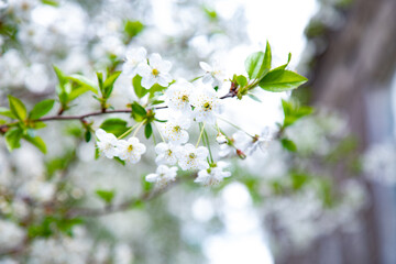 tree in full bloom with blue sky