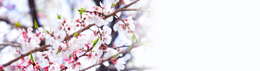 tree in full bloom with blue sky