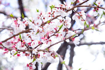tree in full bloom with blue sky
