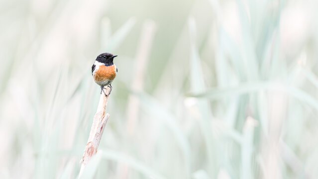 A beautiful European Stonechat is enjoying this beautiful day.