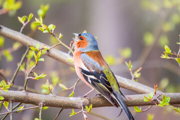 Common chaffinch, Fringilla coelebs, sits on a tree. Common chaffinch in wildlife.
