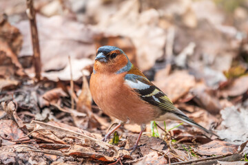 Common chaffinch, Fringilla coelebs, sits on the ground in spring. Common chaffinch in wildlife.