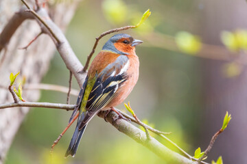 Common chaffinch, Fringilla coelebs, sits on a tree. Common chaffinch in wildlife.