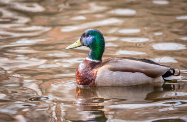 Duck swims in the pond.