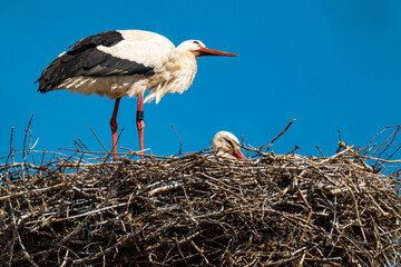 A stork stands into its nest in front of a blue, cloudless sky