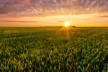 Scenic view at beautiful summer sunset in a wheaten shiny field with golden wheat and sun rays, deep blue cloudy sky and road, rows leading far away, valley landscape © Yaroslav